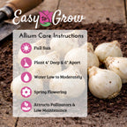 Allium - Moly Golden Garlic