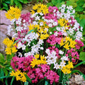 Allium - Playful Party Mix