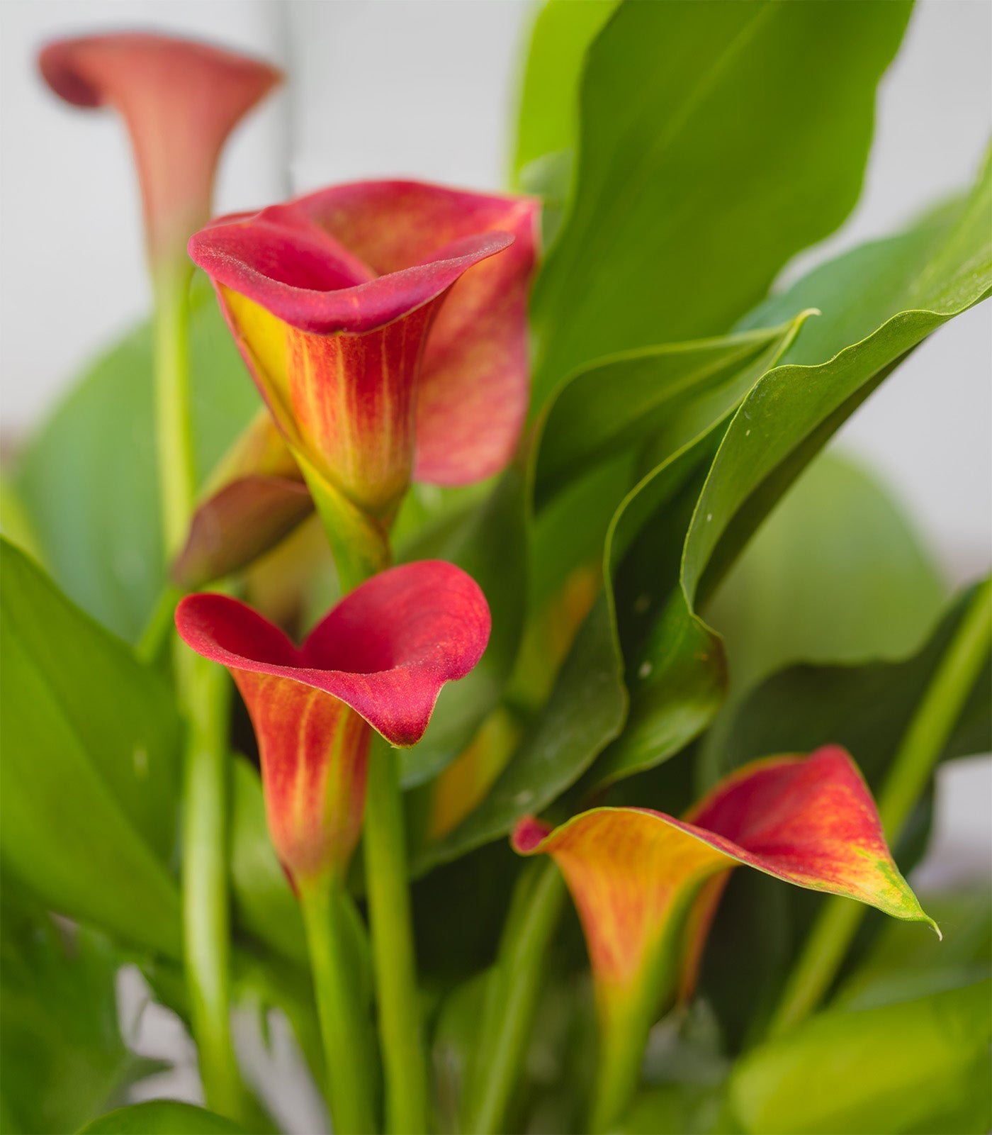 Allure Calla Lily - 3 tubers