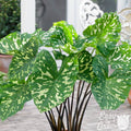 Alocasia - Hilo Beauty Elephant Ear