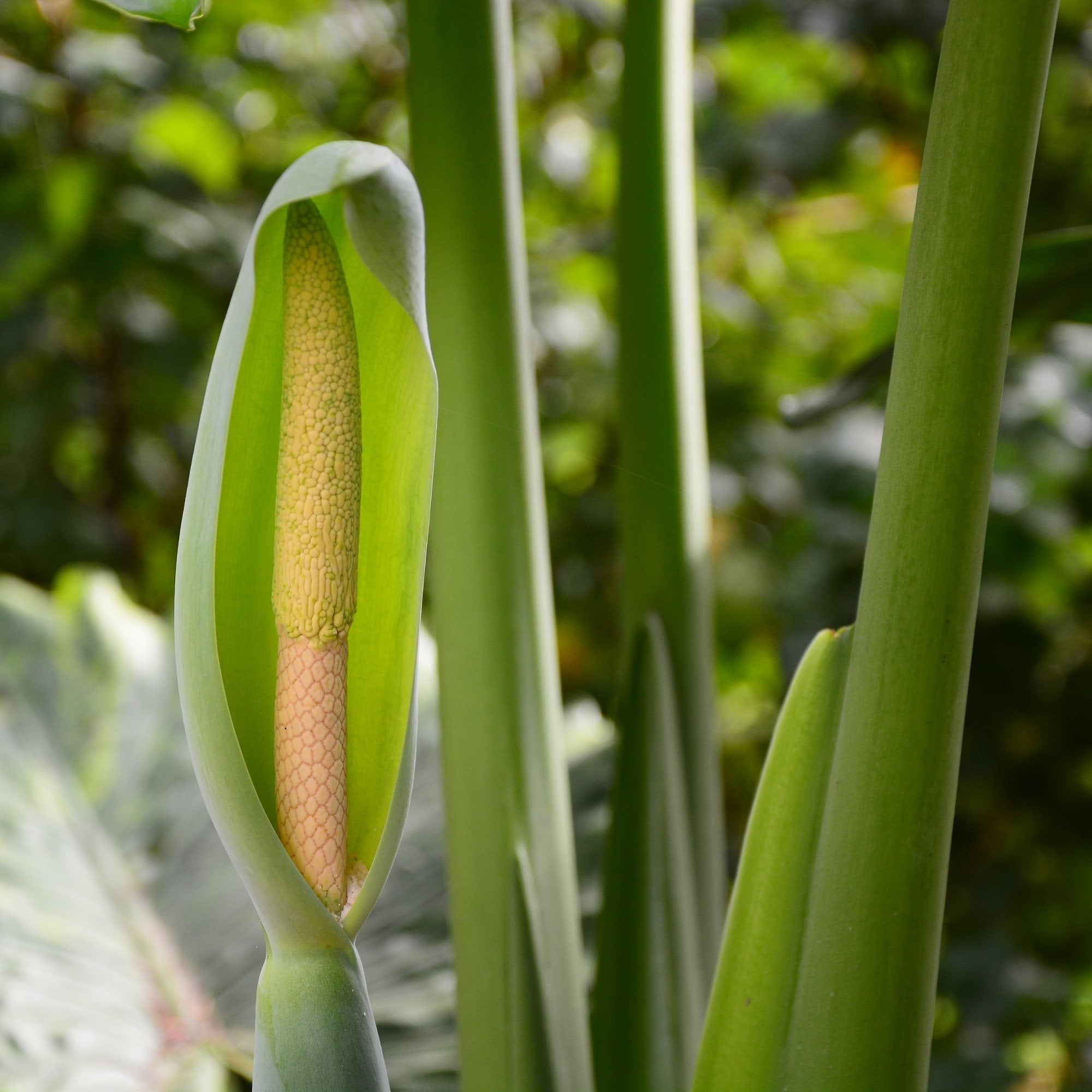 Alocasia - Odora Asian Taro Elephant Ear (Fragrant)