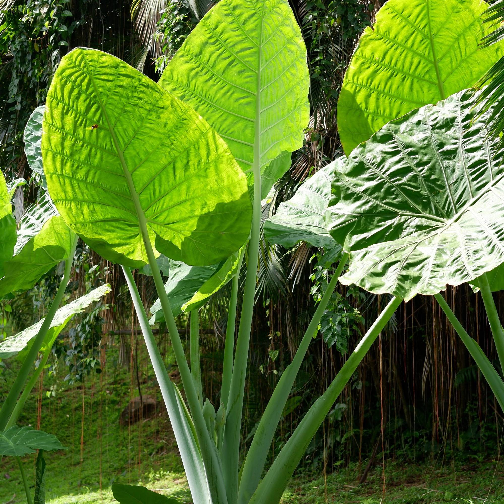 Alocasia - Odora Asian Taro Elephant Ear (Fragrant)