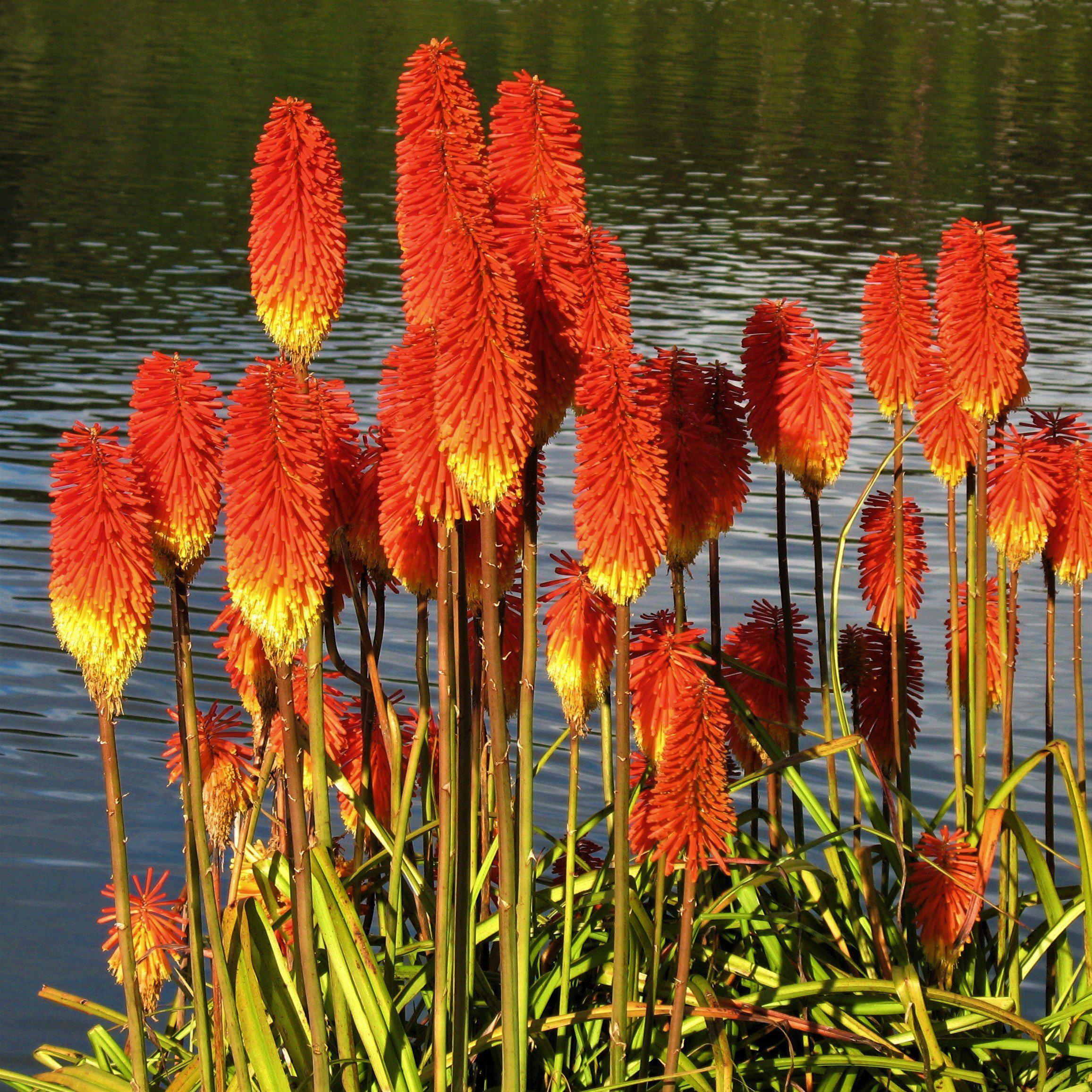 Kniphofia - Amazing Fun