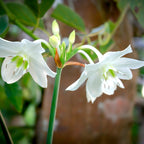 Eucharis - Amazon Lily