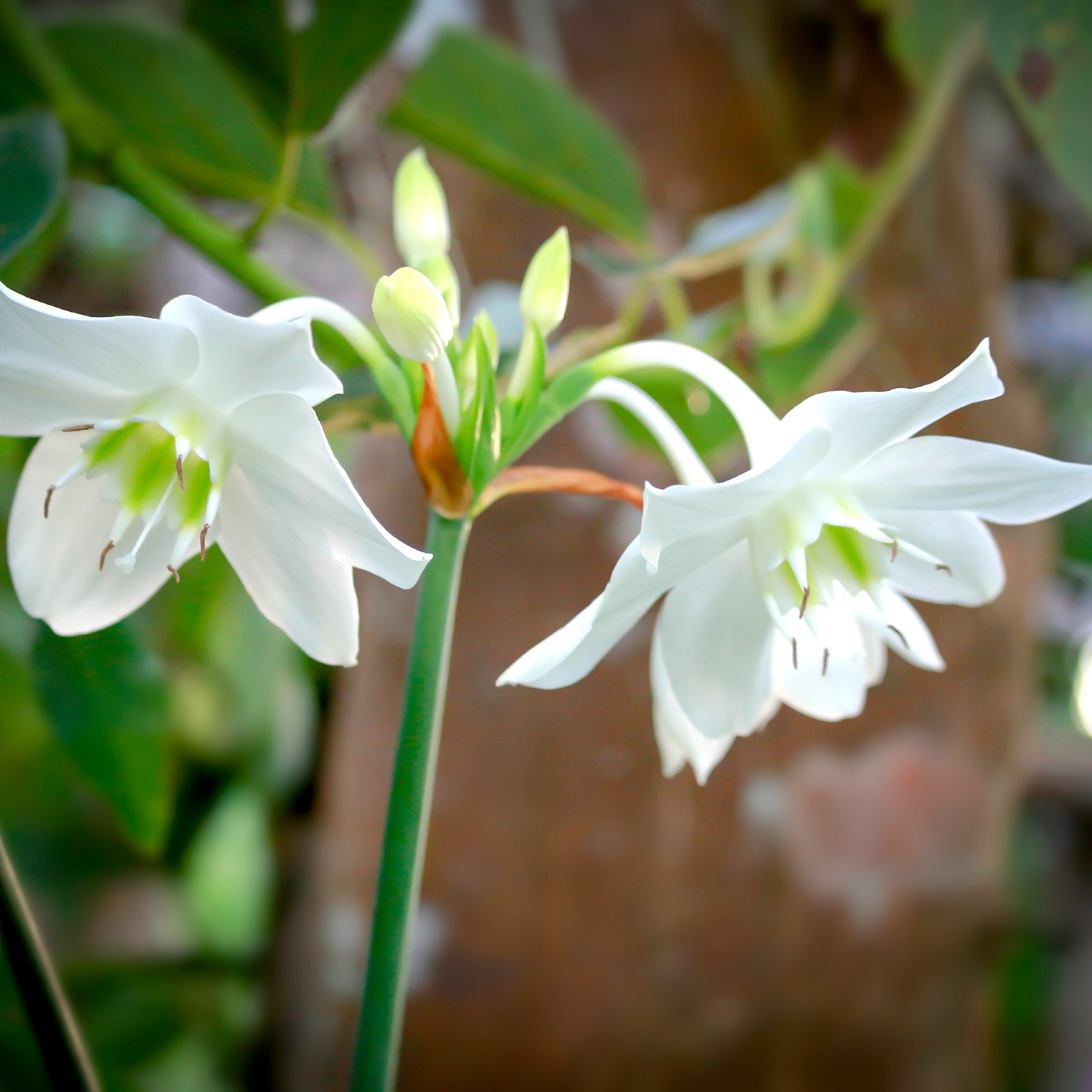 Eucharis - Amazon Lily