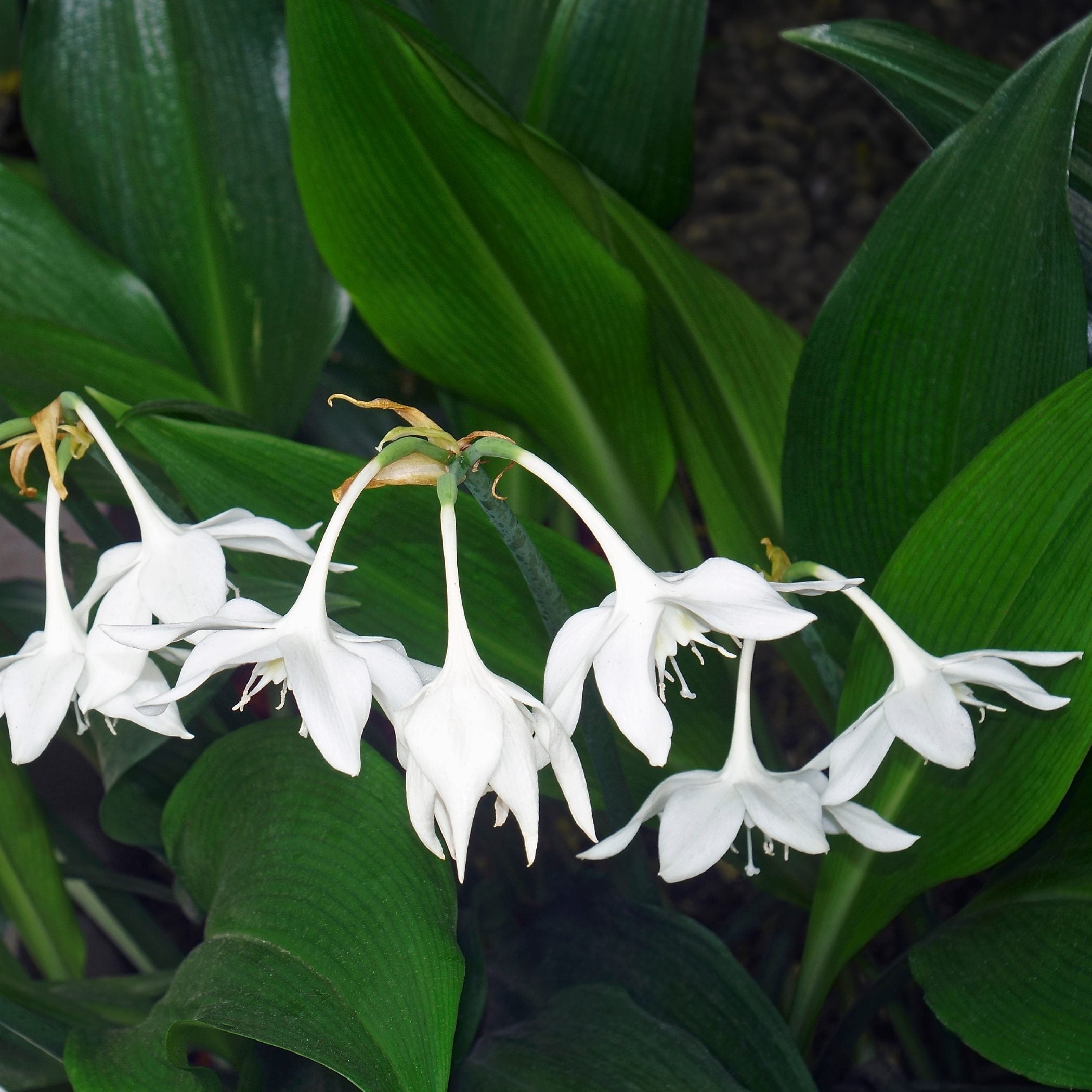 Eucharis - Amazon Lily