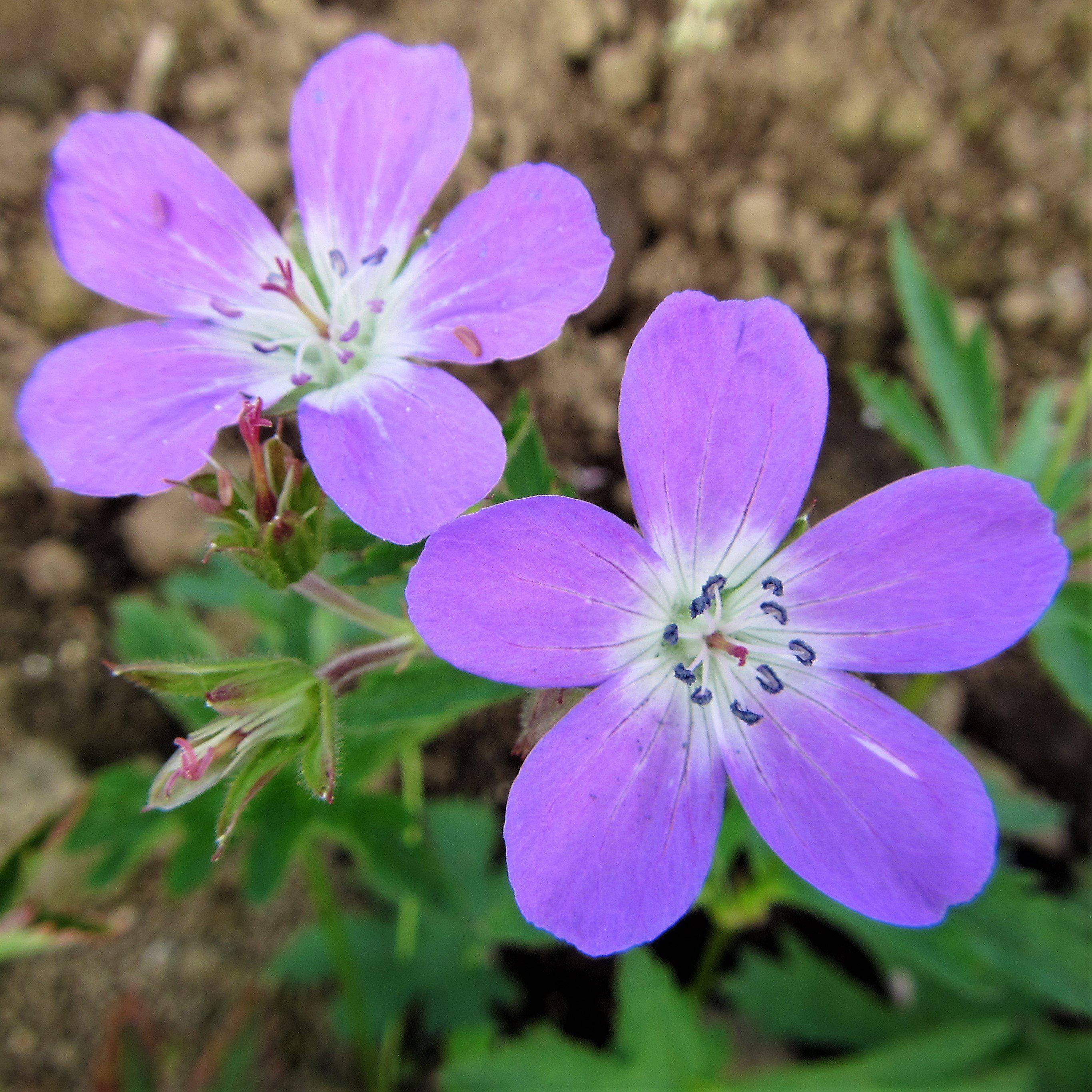 Geranium Tapestry Mix (Perennial Hardy Cranesbill)
