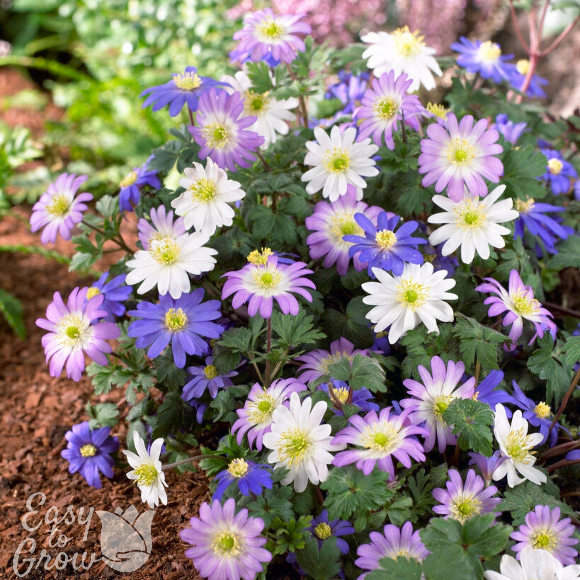 Anemone - Blanda Flutter Mix