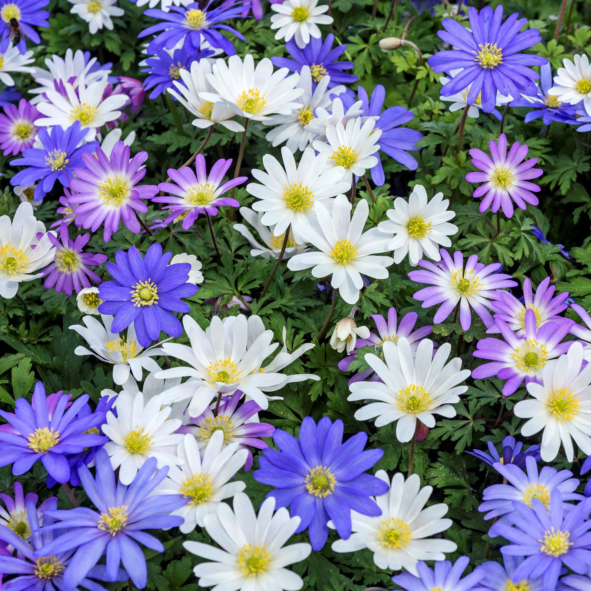 Anemone - Blanda Flutter Mix
