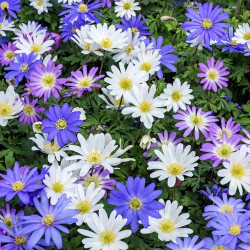 Anemone - Blanda Flutter Mix