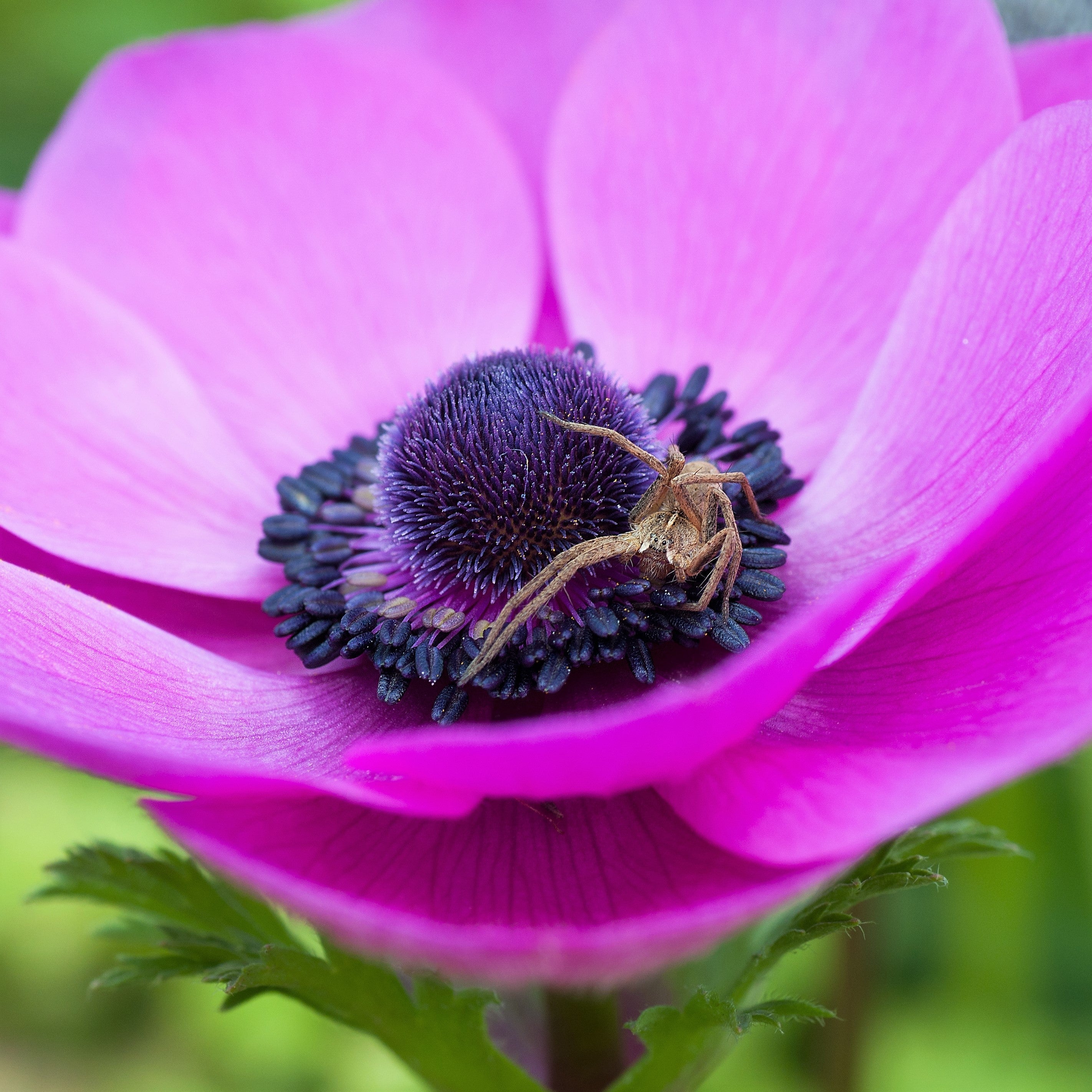 Anemone - Rosea