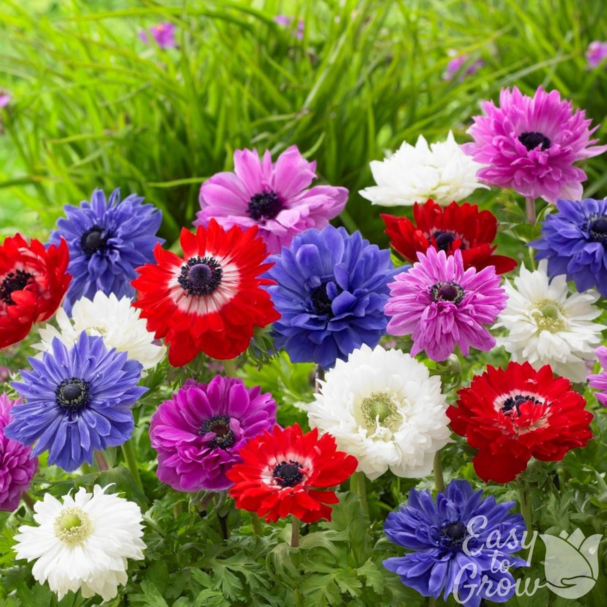 Anemone - St. Brigid Mix
