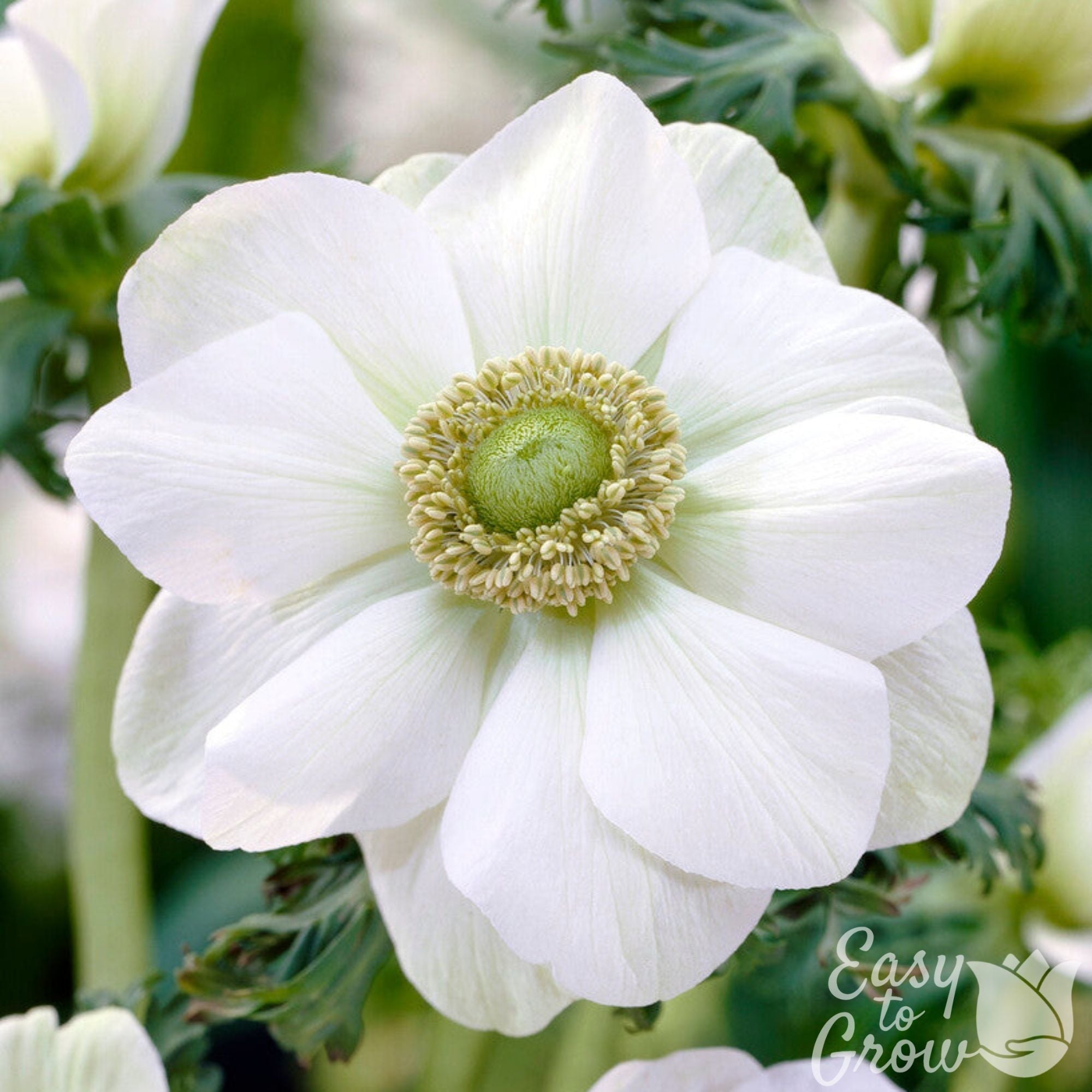 Anemone - The Bride