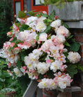 White & Pink Fragrant Hanging Basket Begonia - 3 tubers