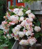 White & Pink Fragrant Hanging Basket Begonia - 3 tubers