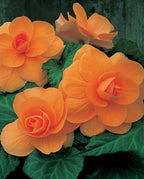 Salmon Double Begonia - 3 tubers