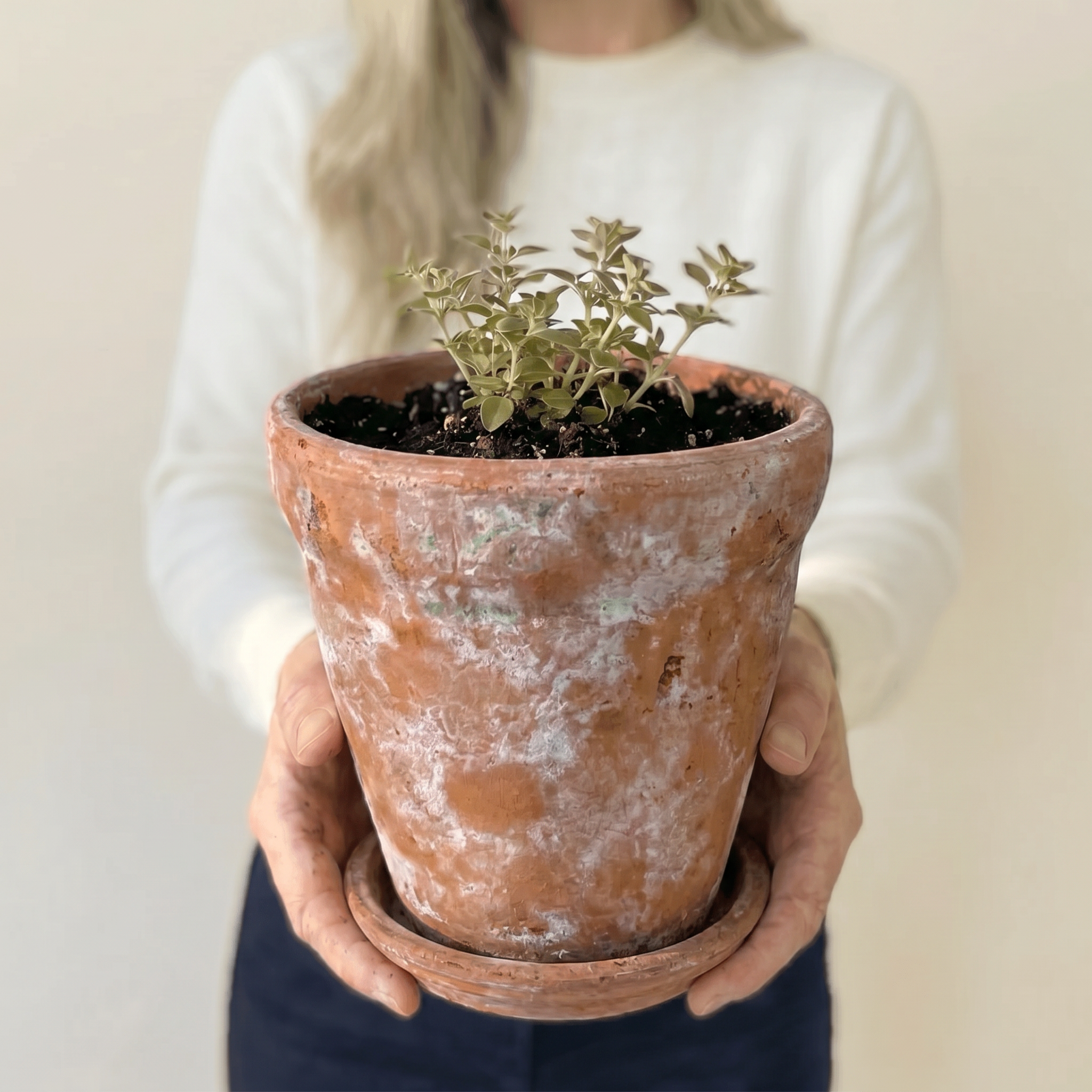 Venice Cement Planter with Dish and Drainage Hole, Handcrafted in Aged Terracotta, Medium & Large
