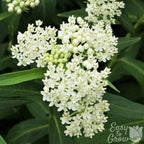 Asclepias - Ice Ballet Swamp Milkweed