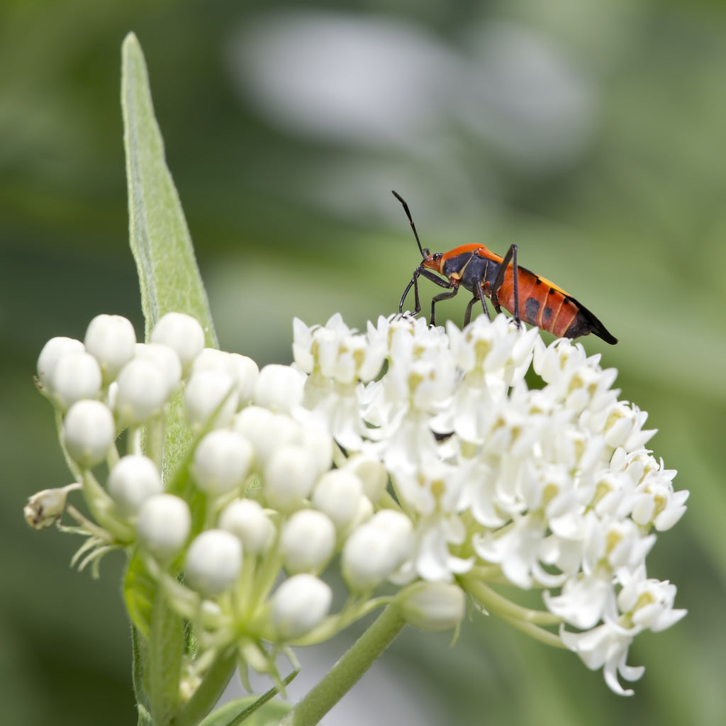 Asclepias - Ice Ballet Swamp Milkweed