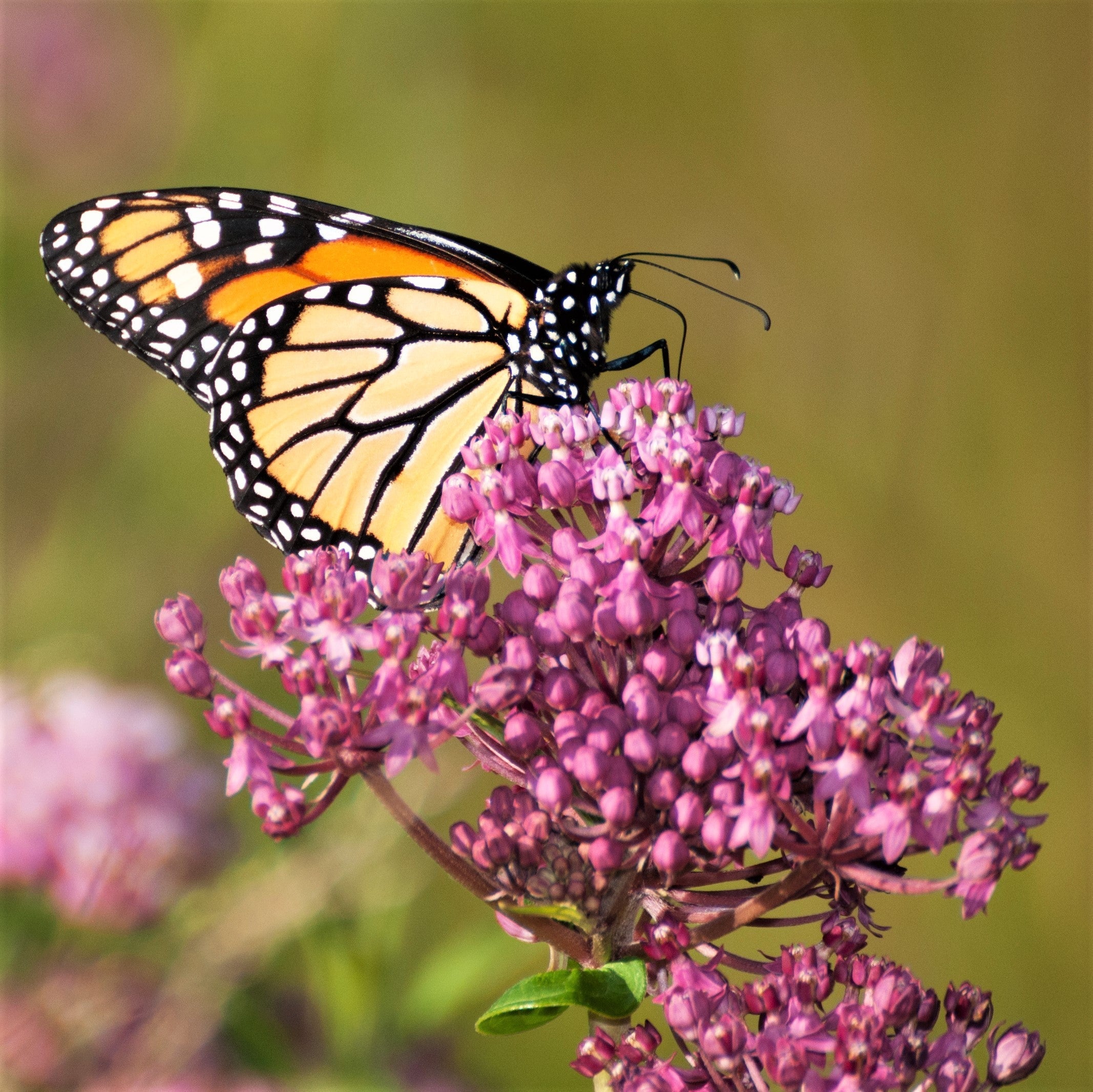 Asclepias - Soulmate Swamp Milkweed