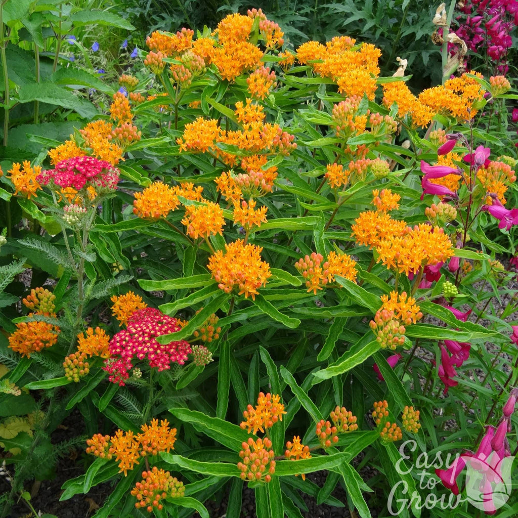 Asclepias - Orange Butterfly Weed