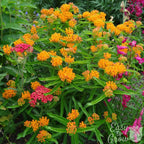 Asclepias - Orange Butterfly Weed
