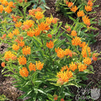 Asclepias - Orange Butterfly Weed