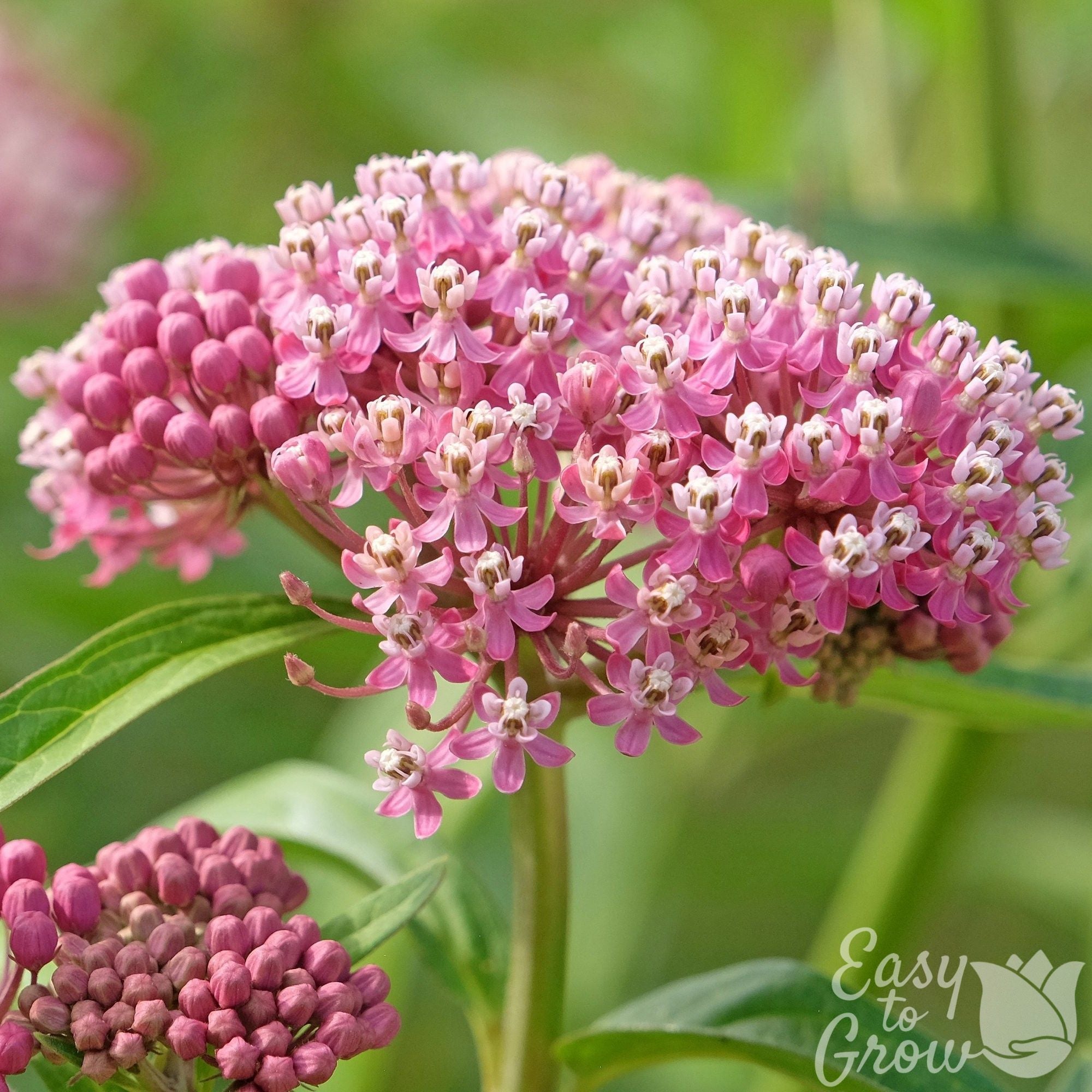 Asclepias - Soulmate Swamp Milkweed
