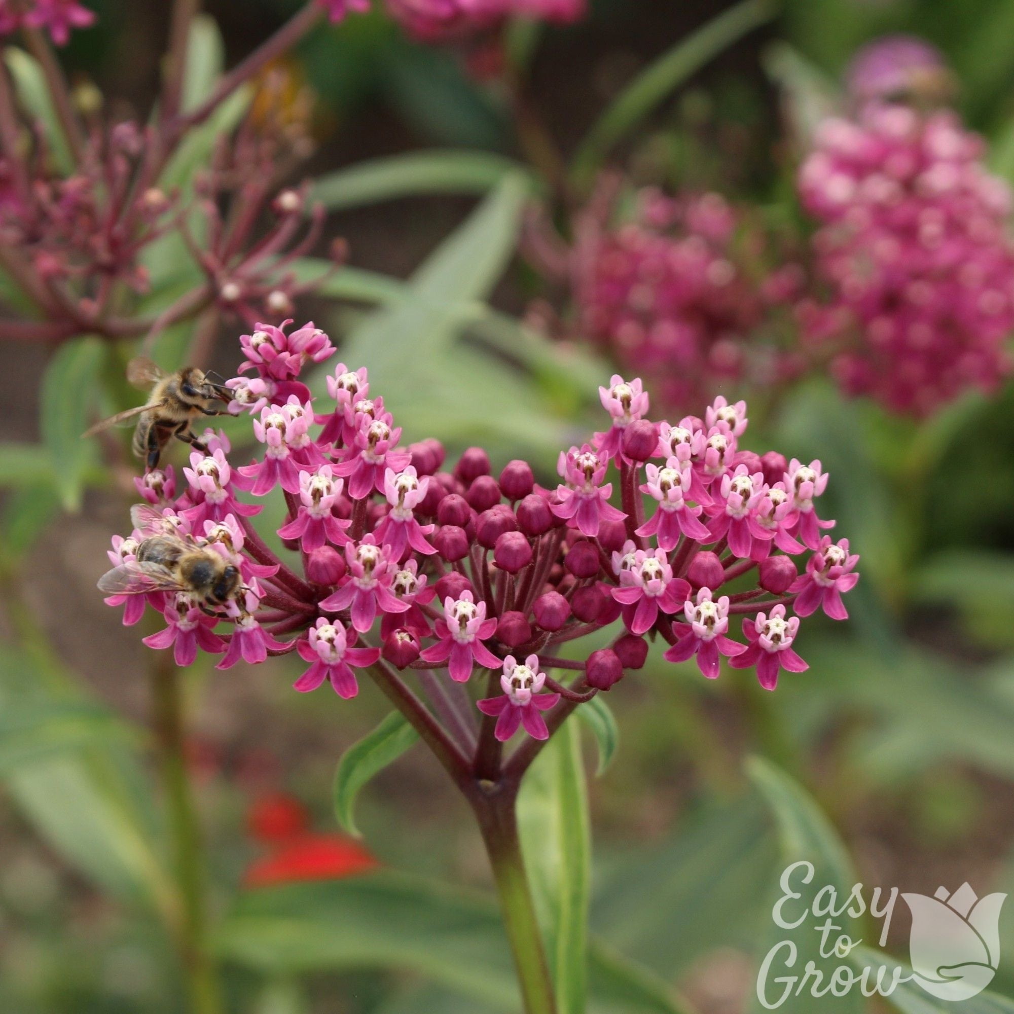 Asclepias - Soulmate Swamp Milkweed