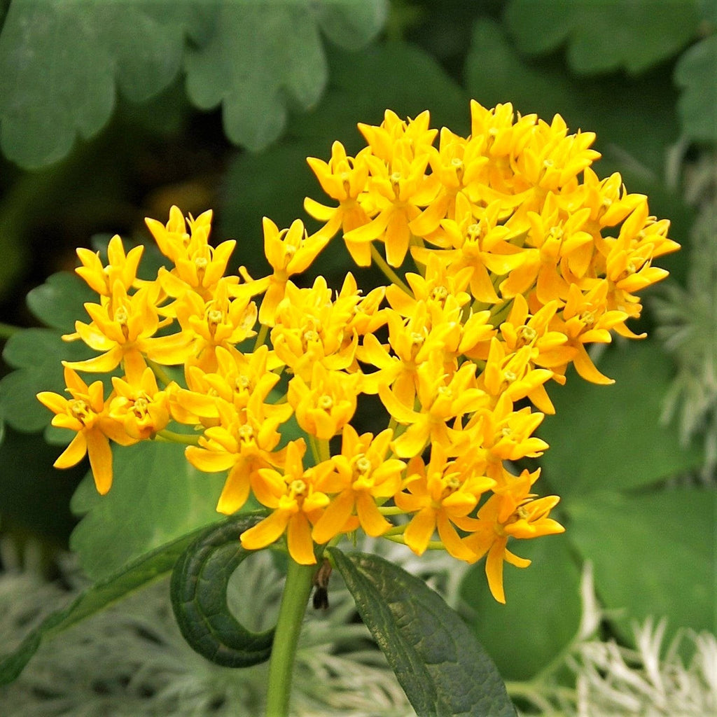 Asclepias - Hello Yellow Butterfly Weed