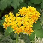 Asclepias - Hello Yellow Butterfly Weed