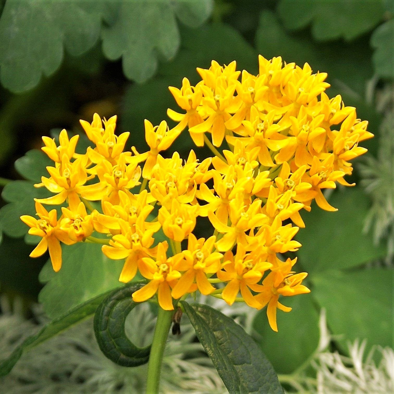 Asclepias - Hello Yellow Butterfly Weed