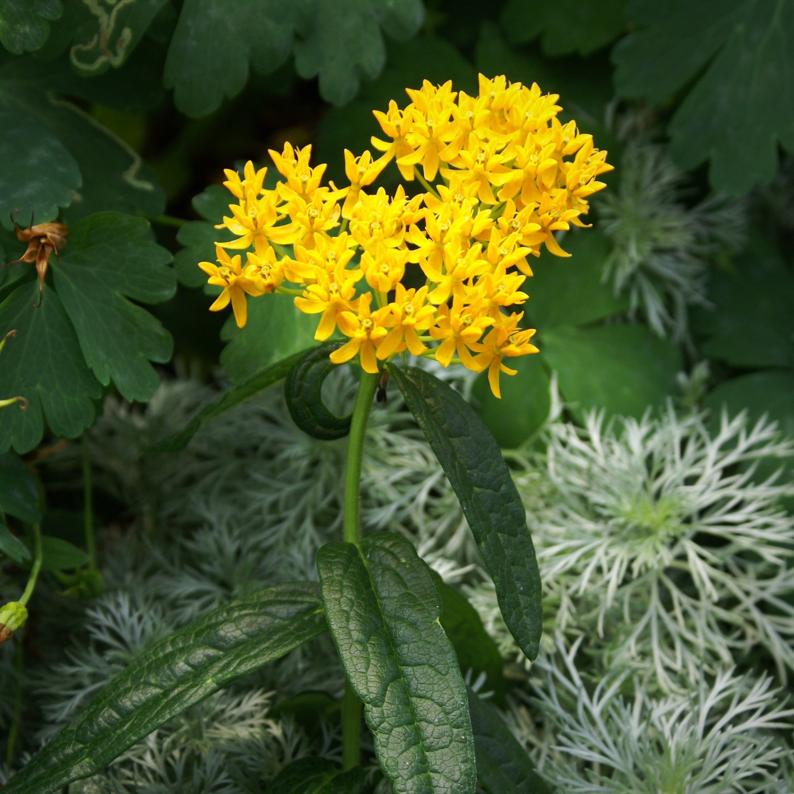 Asclepias - Hello Yellow Butterfly Weed