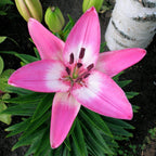 Lilium - LA Hybrid Lily Arbatax