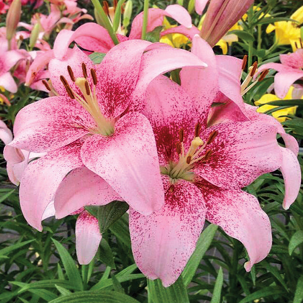 Lilium - Asiatic Tango Lily Pink Brush