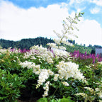 Astilbe - Bridal Veil