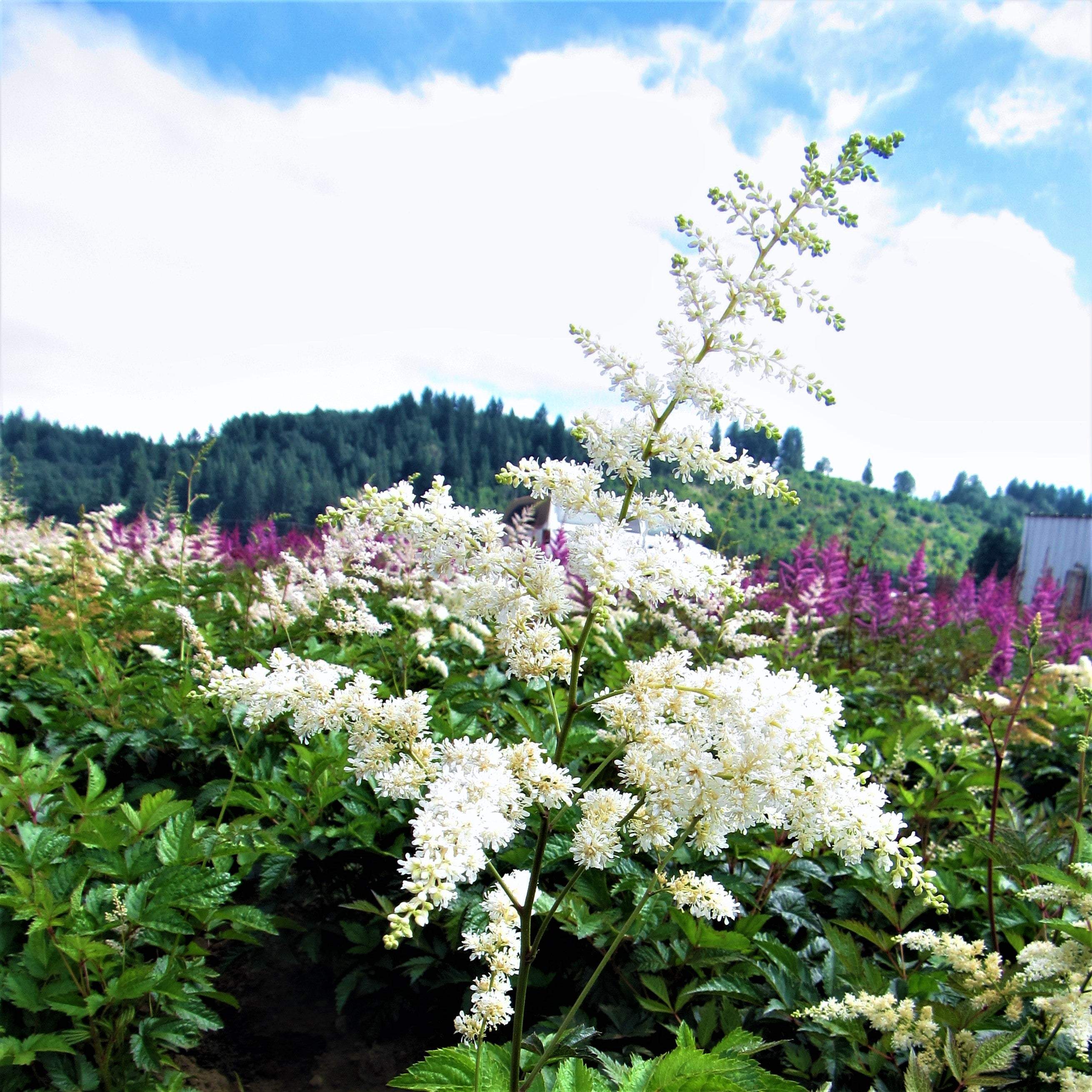 Astilbe - Bridal Veil