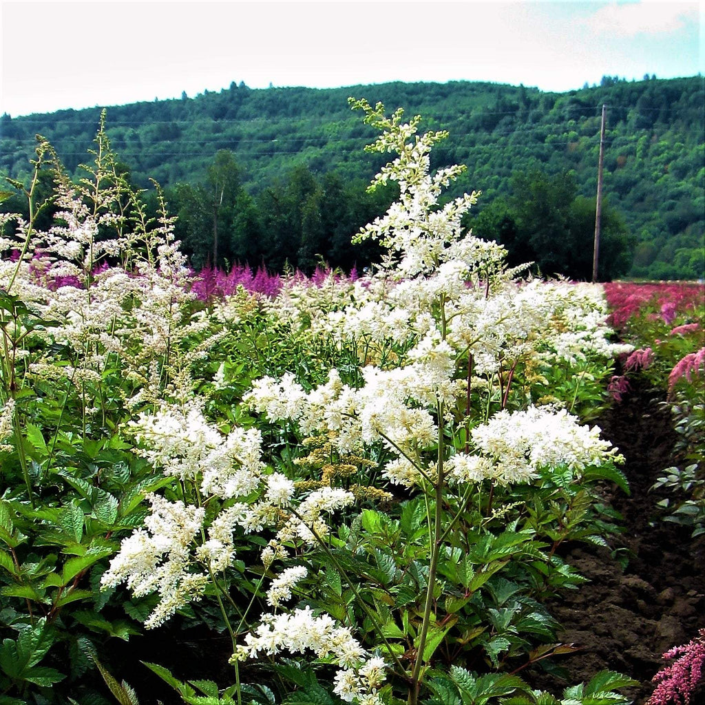 Astilbe - Bridal Veil
