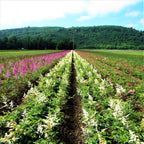 Astilbe - Bridal Veil