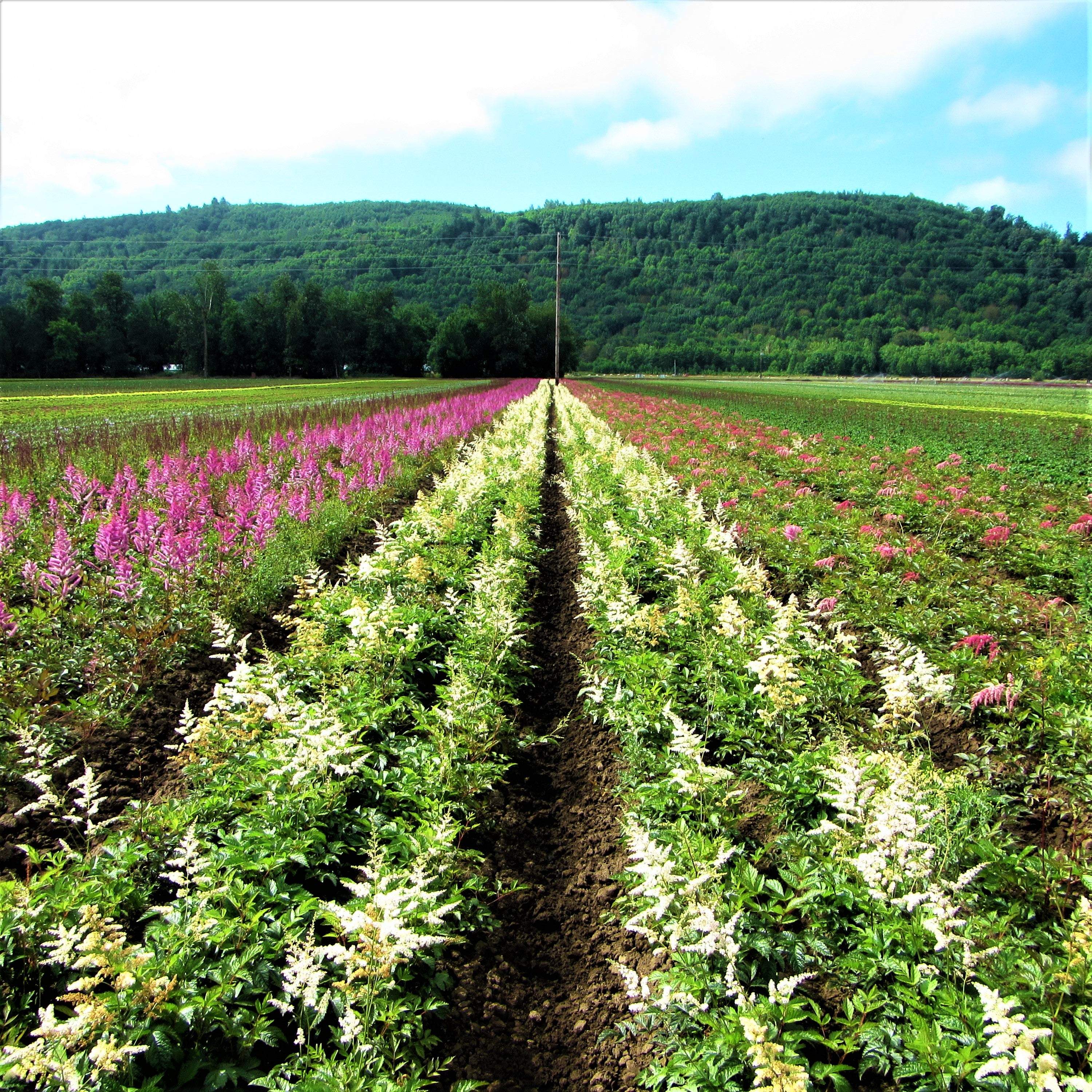 Astilbe - Bridal Veil
