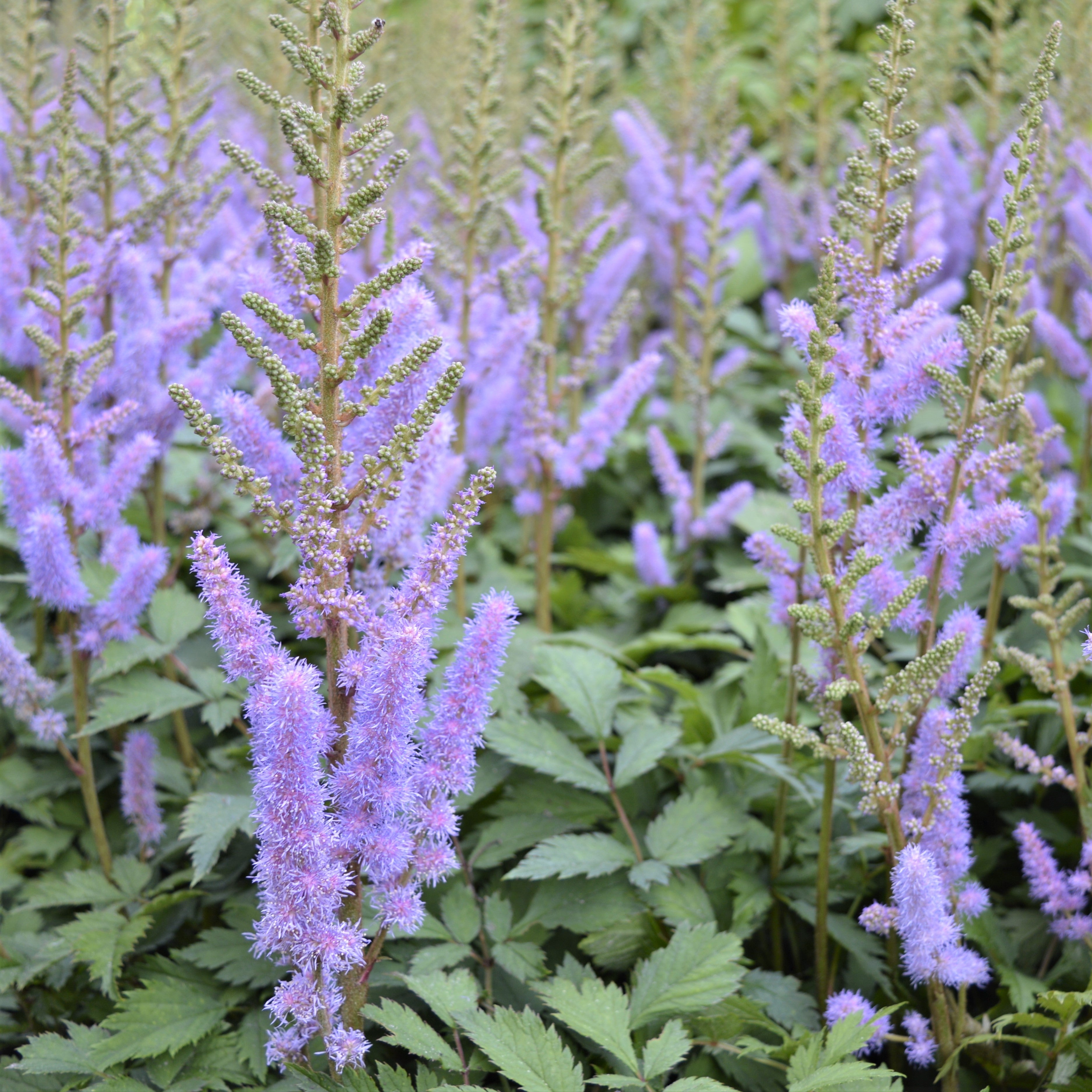 Astilbe - Chinensis Pumila