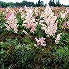 Astilbe - Peach Blossom