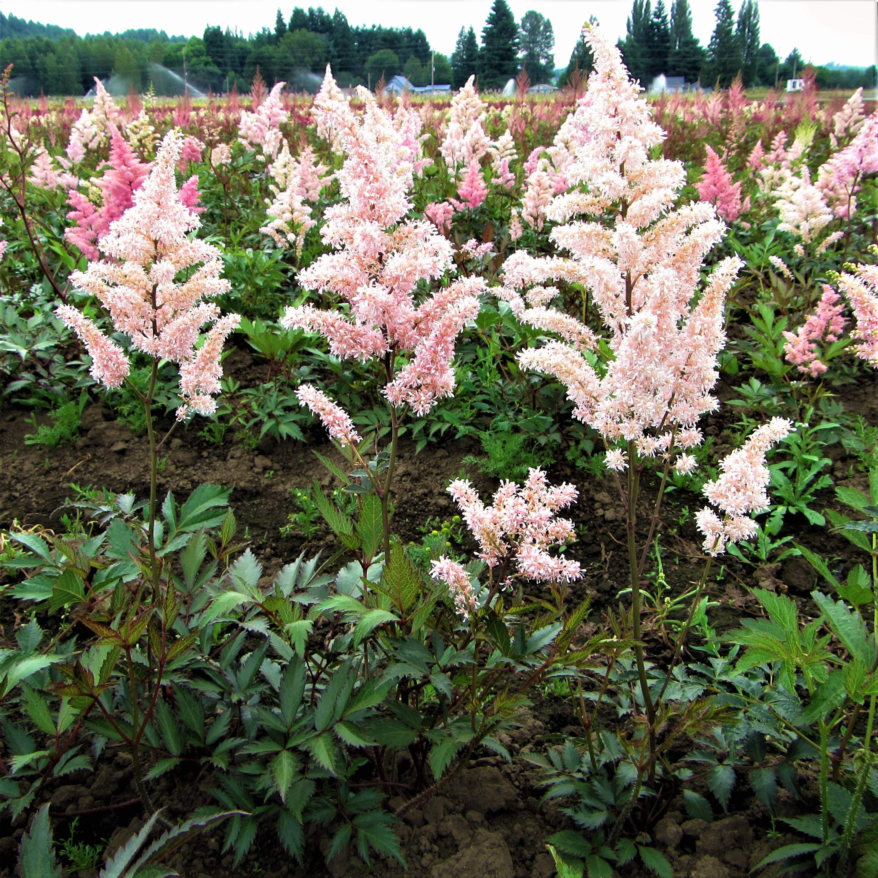 Astilbe - Peach Blossom
