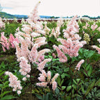Astilbe - Peach Blossom