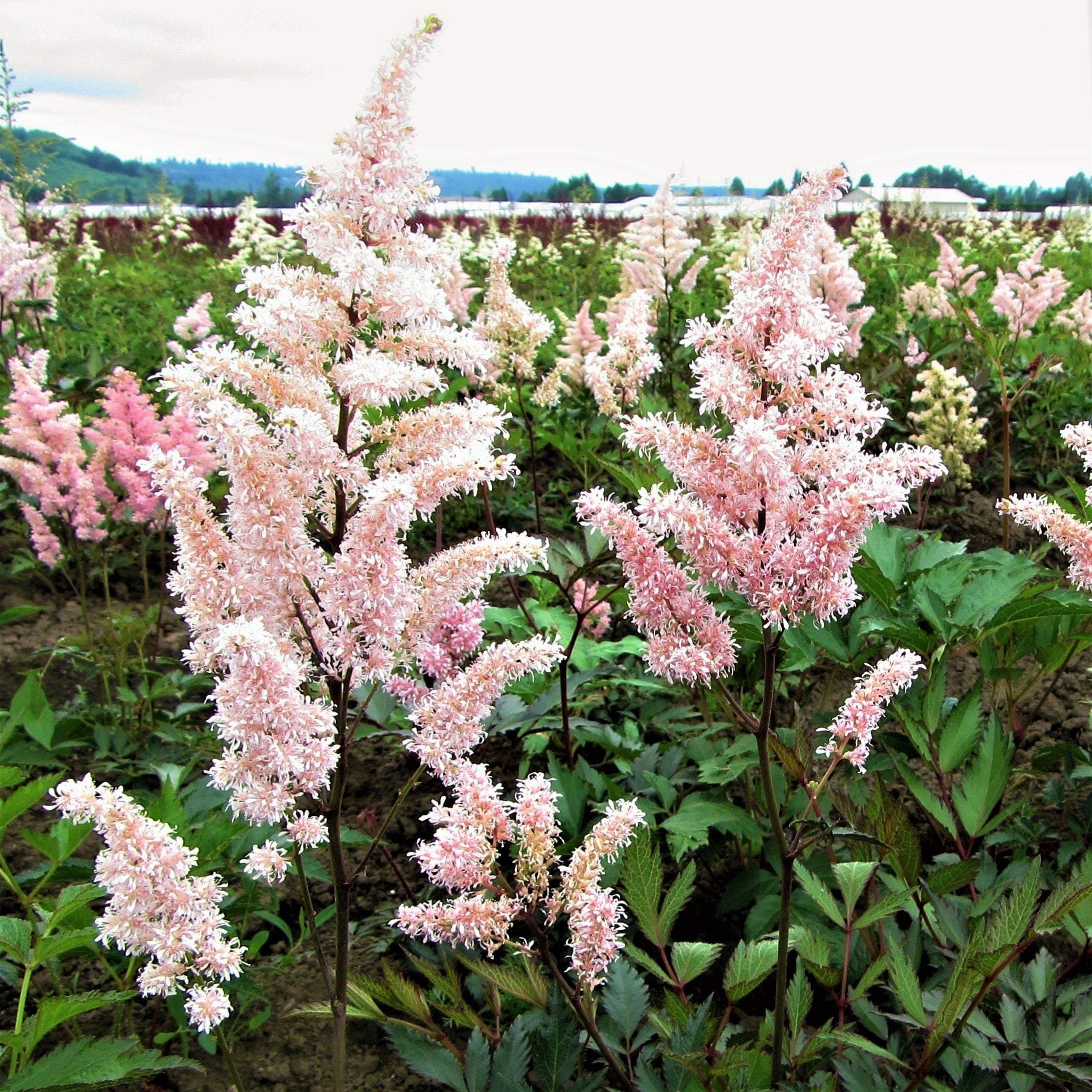 Astilbe - Peach Blossom