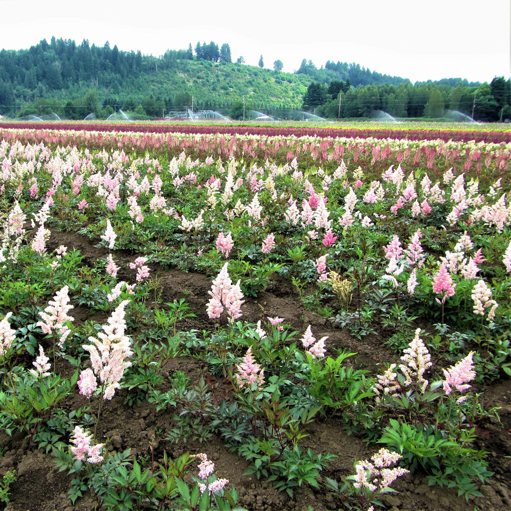 Astilbe - Peach Blossom