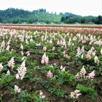 Astilbe - Peach Blossom