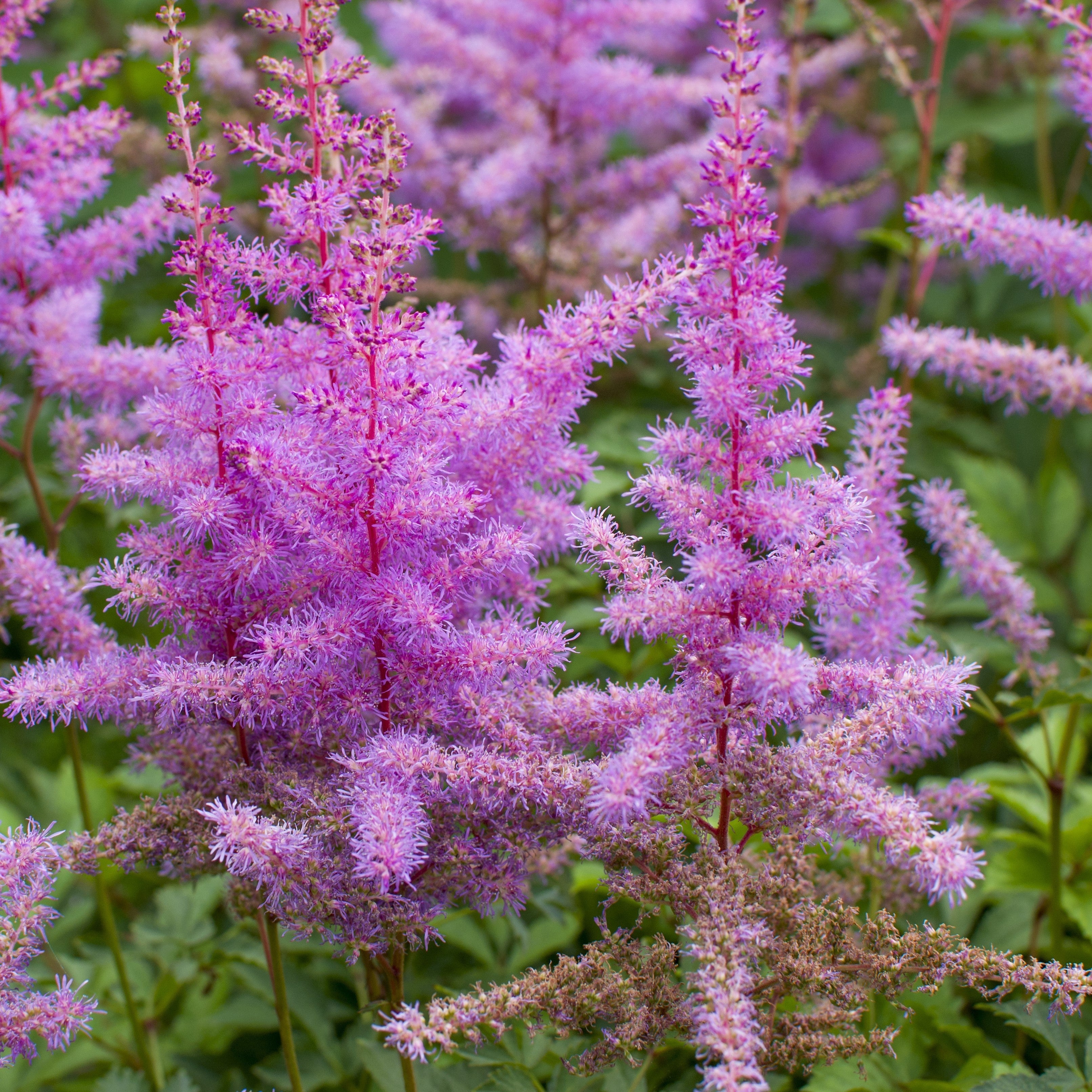 Astilbe - Purple Lance