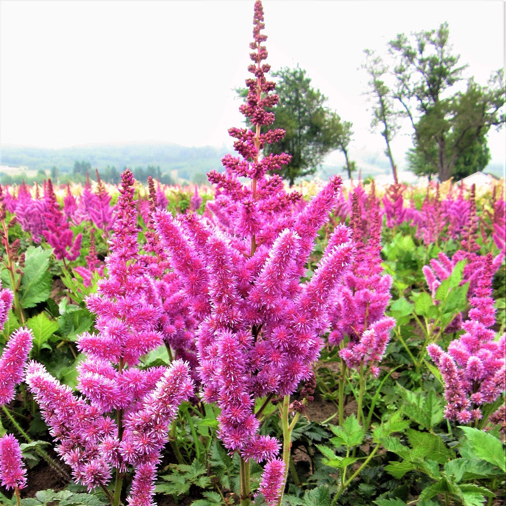 Astilbe - Vision