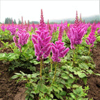 Astilbe - Vision